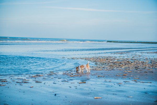 Appartementen waar huisdieren toegelaten zijn